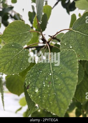 Colorado aspen leaves with water droplets in Colorado Stock Photo