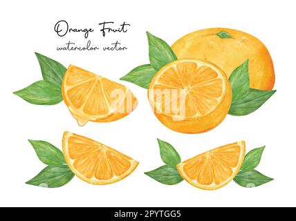 Fresh orange fruits watercolor hand painting collection, Semi realistic illustration vector isolated on white background. Stock Vector
