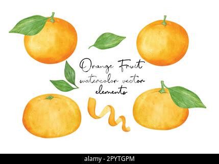 collection of Semi realistic orange fruit watercolor hand painting illustration vector isolated on white background. Stock Vector