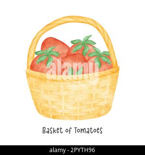 group of red tomatoes vegetables watercolour in wooden vintage wicker basket vector cartoon hand painted illustration isolated on white background. Stock Vector