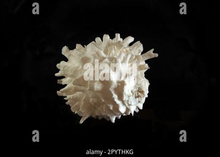 Sea shell isolated on black background Stock Photo