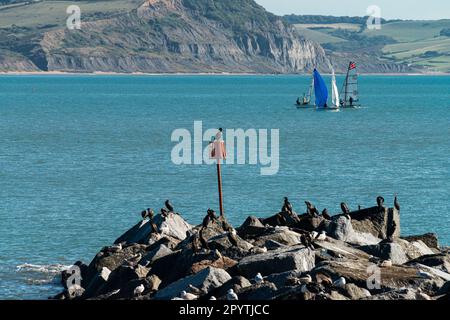 Great cormorants (Phalacrocorax carbo) on rocks at the end of The Cobb, Lyme Regis Stock Photo