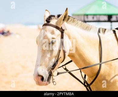 Horse on the beach in Morocco, Arabic horse near Taghazout village - Surfers village Stock Photo