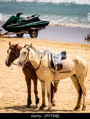 Horses on the beach in Morocco, Two Arabi horses near Taghazout village - Surfers village Stock Photo