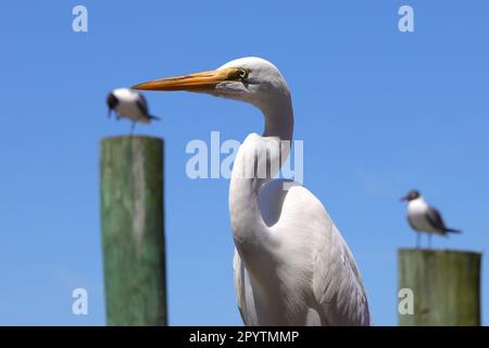 A close up of a Eastern great egret perched atop a tall wooden pole Stock Photo