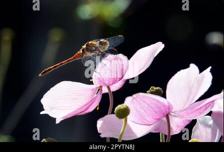 22.08.2017, Unkel, GER, Germany, a dragon-fly sitting on a     flower Stock Photo