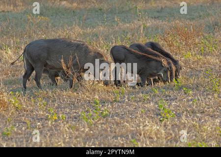 Warthog family grazing Chobe National Park Botswana Stock Photo