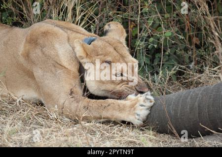 Young lioness fitted with tracking collar gnaws on trunk of dead elephant. Chobe National Park Botswana. Stock Photo