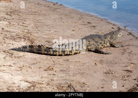 Nile Crocodile (Crocodylus niloticus) long tail on river bank in Chobe National Park, Botswana Stock Photo