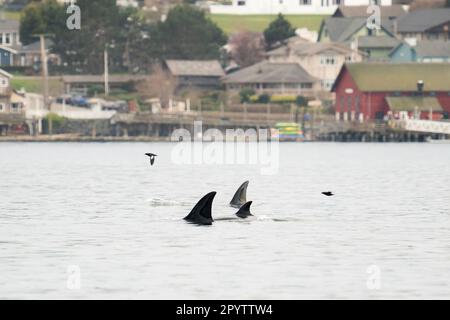 A family of transient killer whales known as the T099s, swimming together in Penn Cove near Coupeville, Washington State Stock Photo