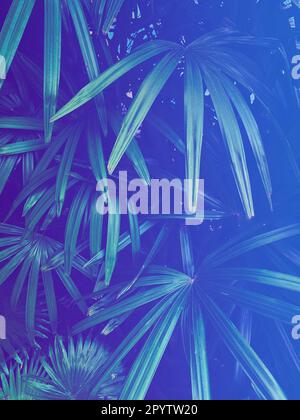 tropical leaf forest neon glow dark exotic vertical background, blue toned Stock Photo