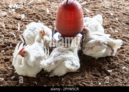 A white broiler drinks cool water in a drinker on a hot day or summer season. Mortality is high on summer days. Overweight chicken painting on an indo Stock Photo