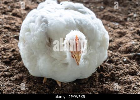 Web banner of an overweight broiler chicken panting on a hot summer day. A housing business for the purpose of poultry farming meat Stock Photo