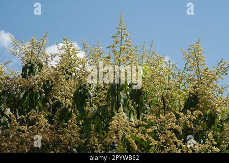 A close up shot of mango tree fruit sprouts and flowers in Nature Background. Stock Photo