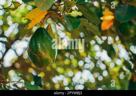 closeup on avocado  fruit hanging on the tree Stock Photo