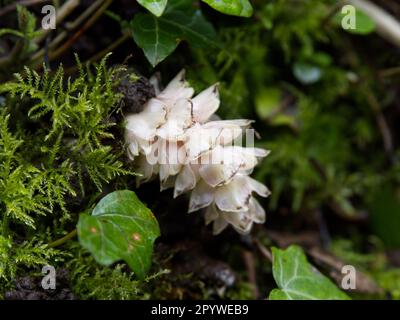Toothwort (Lathraea squamaria) - a parasitic plant, lacking in chlorophyll. Seen here growing in a limestone woodland in South Shropshire Stock Photo