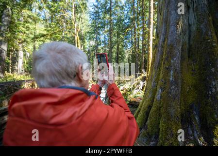 An elderly woman in her 90s uses an iPhone to take a photograph at Cathedral Grove on Vancouver Island, Canada. Stock Photo