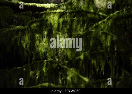 Spanish moss drapes tree limbs in Cathedral Grove on Vancouver Island, Canada. Stock Photo