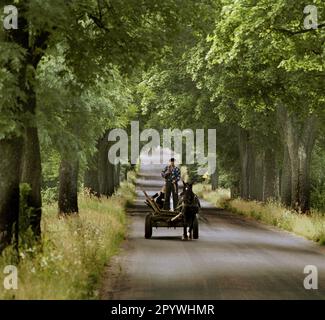 Poland / PL / East Prussia / 8/1995 Horse-drawn carriage on an old Prussian avenue in East Prussia, near Sensburg / Mragowo // Farmer / Landscape / Trees / Nature / Traffic / Road / Agriculture [automated translation] Stock Photo