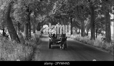 Poland / PL / East Prussia / 8/1995 Horse-drawn carriage on an old Prussian avenue in East Prussia, near Sensburg / Mragowo // Farmer / Landscape / Trees / Nature / Traffic / Road / Agriculture [automated translation] Stock Photo