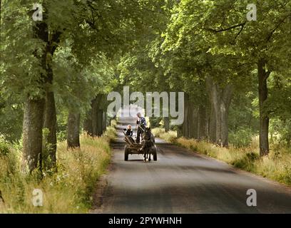 Poland / PL / East Prussia / 8/1995 Horse-drawn carriage on an old Prussian avenue in East Prussia, near Sensburg / Mragowo // Farmer / Landscape / Trees / Nature / Traffic / Road / Agriculture [automated translation] Stock Photo