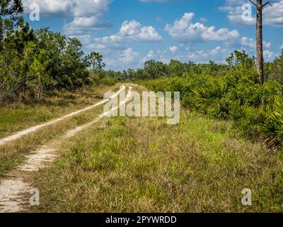 Hiking, biking trail in Deer Prairie Creek Preserve on s summer blue sky white cloud day in Venice in Southwest Florida USA Stock Photo