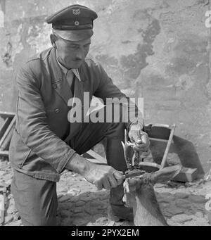 An employee of an estate scrapes the antlers of a roebuck to saw it off. Undated photo, probably on a farm in the province of Pomerania in the 1930s. On the cap he wears a coat of arms, apparently a Schwedter Adler. Stock Photo