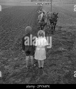 A boy and a girl are standing on a field in the Koppelhof near Neustrelitz and watch their father plowing. In the background chickens run in the plow furrow and cows graze in a pasture. Undated picture. Stock Photo
