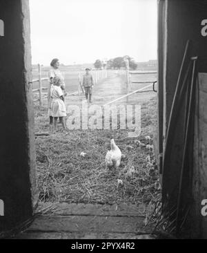 A farmer and his wife stand with their daughter in front of the courtyard door on a haystack on the Koppelhof near Neustrelitz. In the foreground a hen is running with her chicks. Undated picture. Stock Photo