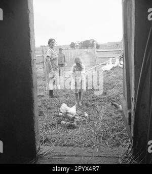 On the Koppelhof near Neustrelitz a girl feeds a hen with her chicks. Behind her are her parents and some geese. Undated picture. Stock Photo