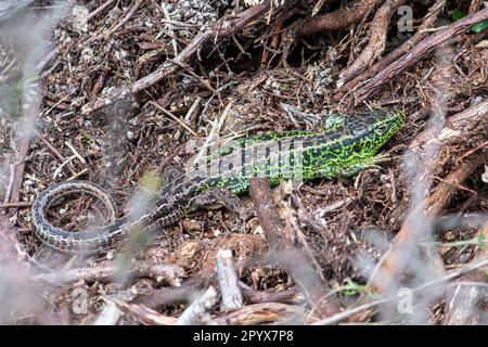 Male sand lizard (Lacerta agilis) in breeding colour on Surrey heathland, England, UK, during April Stock Photo