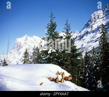 Switzerland. Bern Canton. Snow covered logs and view of The Wetterhorn. Stock Photo