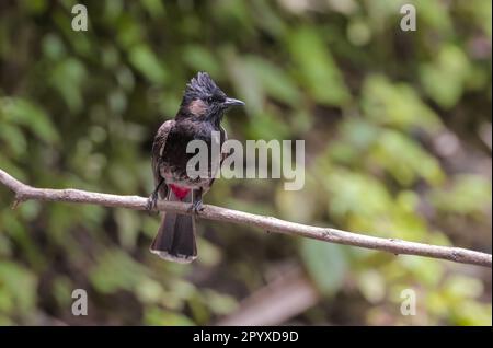 red-vented bulbul is a member of the bulbul family of passerines. It is a resident breeder across the Indian subcontinent. Stock Photo