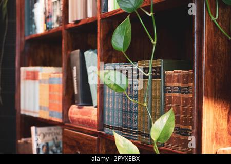 Book library and green leaves of Pothos plantdevil's ivy Stock Photo