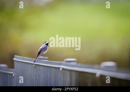 A wagtail sits on a fence Stock Photo