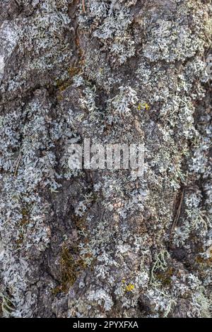 the texture of the bark of an old birch, a pattern of birch bark with black turquoise stripes on white birch bark and with the texture of wooden birch Stock Photo