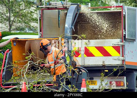 Tree Surgeons Machine tree surgeons remove tree and reduce in a chipper machine Stock Photo ...