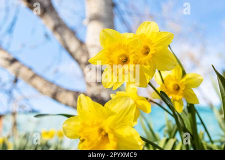 below view of fresh yellow narcissus flowers close up on flowerbed at backyard in village on sunny spring day and blue sky on background Stock Photo