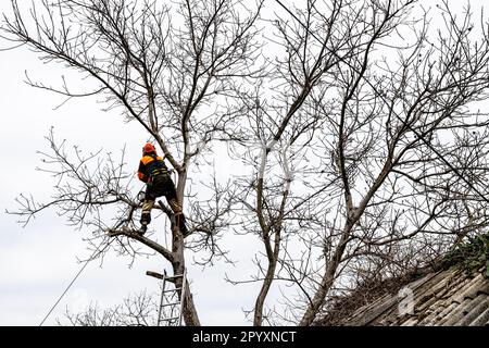 arborist dismantling old walnut tree at backyard on overcast spring day Stock Photo