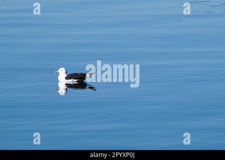 seagull swims on the fjord in Norway in calm water. The sea bird is reflected in the water. Animal photo from Scandinavia Stock Photo