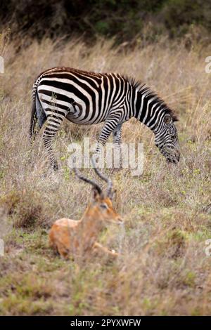 A zebra and an antelope grazing peacefully together in a grassy field Stock Photo