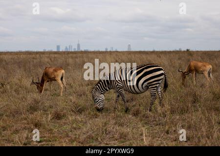 A zebra and antelopes grazing peacefully together in a grassy field Stock Photo