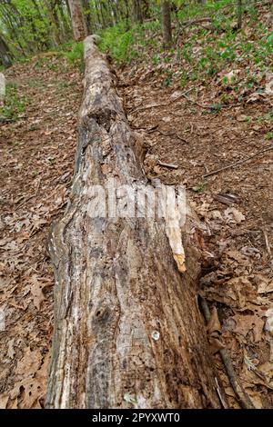 A dead rotted large tree fallen intact with no bark laying on the ground in the woodlands in springtime Stock Photo