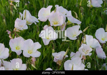 Pinkladies, Oenothera speciosa Stock Photo