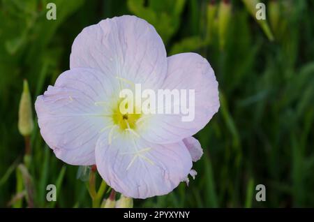 Pinkladies, Oenothera speciosa Stock Photo