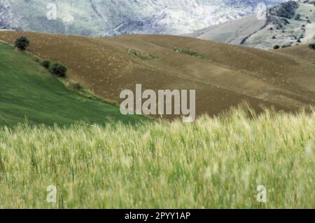 field of unripe wheat with one ear in focus and out of focus plowed hills in Sicily, Italy Stock Photo