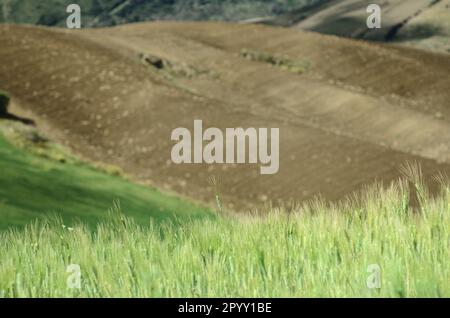 field of unripe wheat with one ear in focus and out of focus plowed hills in Sicily, Italy Stock Photo