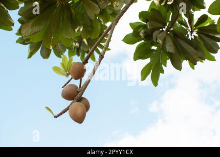 Tropical fruit Mamey on the tree branch on the blue sky background. Stock Photo
