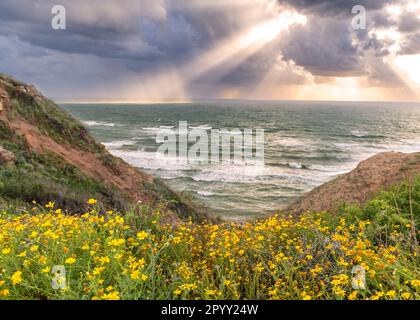 Flowers and rolling hills leading down to stormy sea with rays of sun through clouds Stock Photo