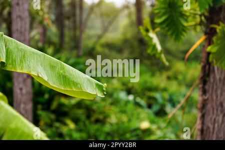 African jungle plants leaves wet from rain, closeup detail, blurred rainforest background Stock Photo